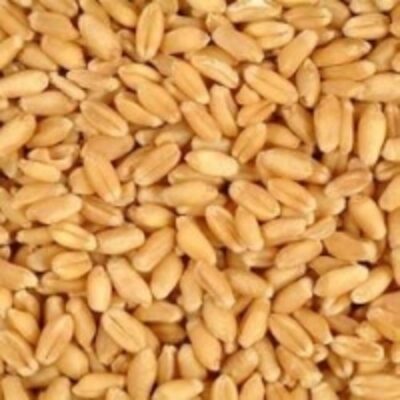 resources of Milling Wheat / Indian exporters