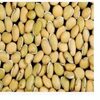 Field Beans Exporters, Wholesaler & Manufacturer | Globaltradeplaza.com