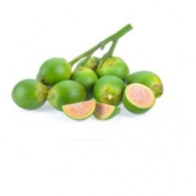 resources of Betel Nut exporters