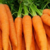 Carrot Exporters, Wholesaler & Manufacturer | Globaltradeplaza.com