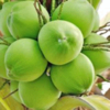 Coconut Exporters, Wholesaler & Manufacturer | Globaltradeplaza.com