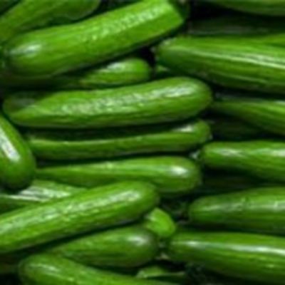 resources of Cucumber exporters