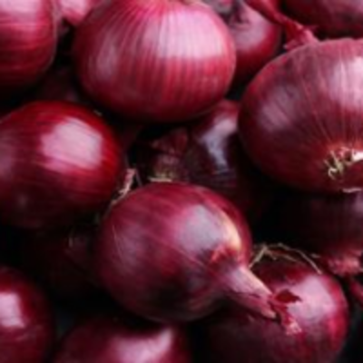 resources of Onions exporters