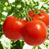 Tomatoes Exporters, Wholesaler & Manufacturer | Globaltradeplaza.com