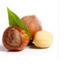 Hazelnut Exporters, Wholesaler & Manufacturer | Globaltradeplaza.com
