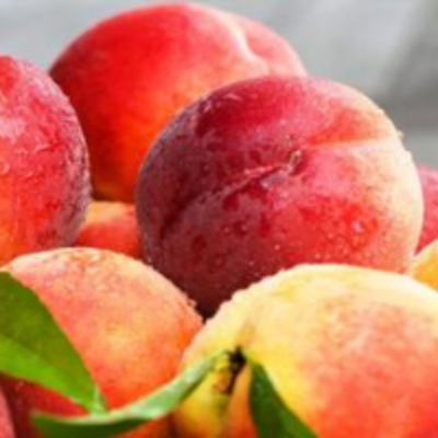 resources of Peach exporters