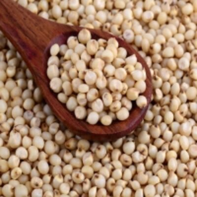 resources of Sorghum Seeds exporters