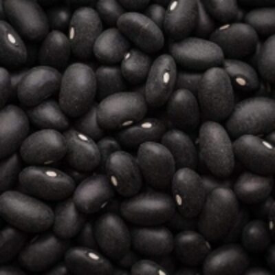 resources of Organic Black Beans exporters