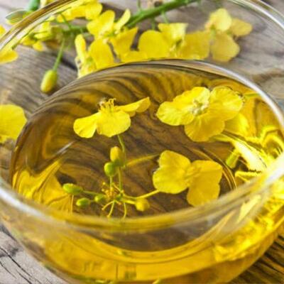 resources of Rapeseed /canola Oil exporters