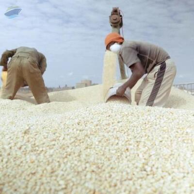 resources of White Maize Non-Gmo exporters