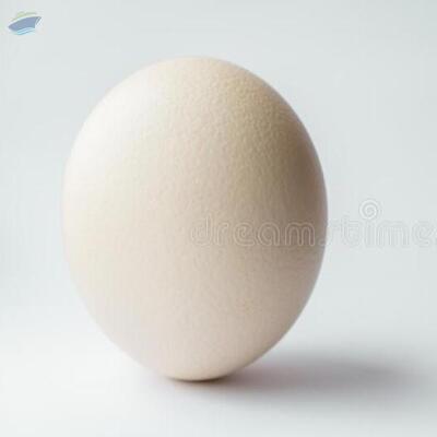 resources of Ostrich Eggs,  Parrot Eggs, Emu Eggs exporters