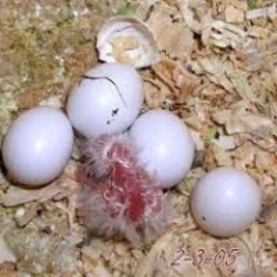 resources of Fertile Parrot Eggs exporters