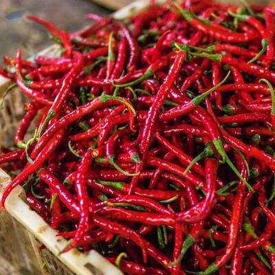 resources of Red Chilli exporters