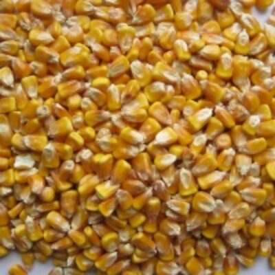 resources of Yellow Corn Food exporters
