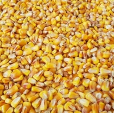 resources of Corn Feed exporters