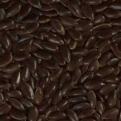 resources of Roasted Organic Flax Seeds (Linseed) exporters
