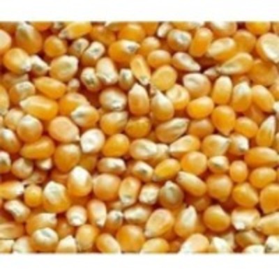 resources of Maize For Animal Feed exporters
