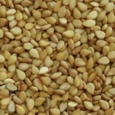 resources of Golden Yellow Sesame Seeds exporters