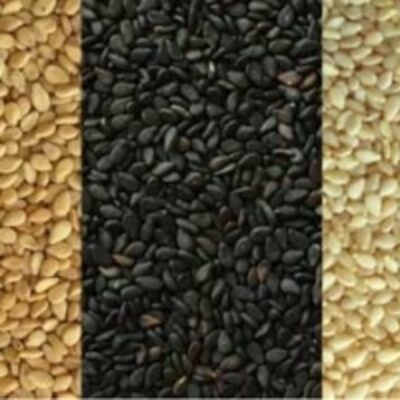 resources of Roasted Sesame Seeds exporters