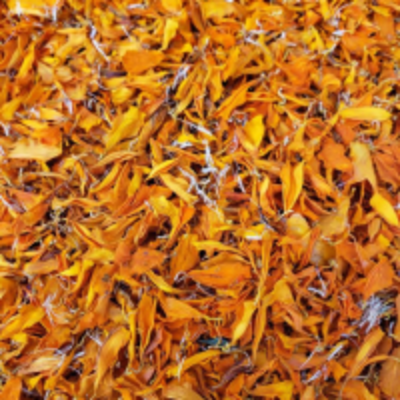 resources of Dried Orange Marigold Petals exporters