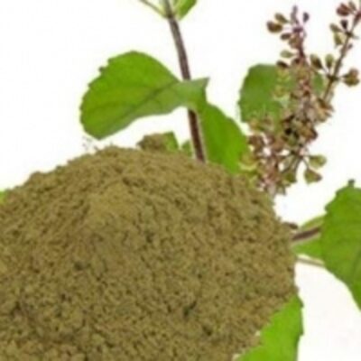 resources of Dried Vana Tulsi Leaves Powder exporters