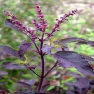 resources of Dried Krishna Tulsi Leaves exporters