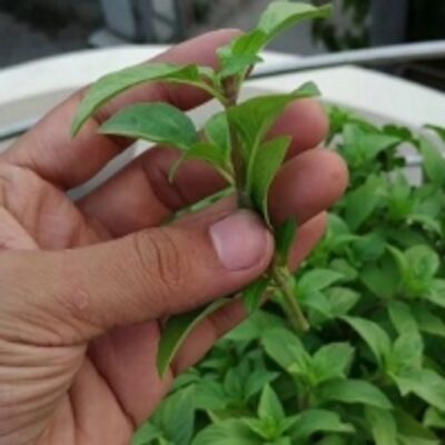 resources of Dried Basil Leaves exporters