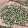 Dried Vana Tulsi Leaves Tea Bag Cut Exporters, Wholesaler & Manufacturer | Globaltradeplaza.com