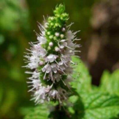 resources of Dried Spearmint Leaves exporters