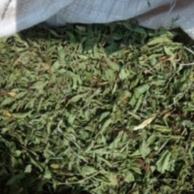 resources of Dried Stevia Tea Bag Cut exporters