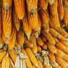 Wholesale Yellow Dry Corn For Sale Exporters, Wholesaler & Manufacturer | Globaltradeplaza.com