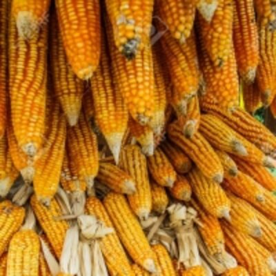 resources of Wholesale Yellow Dry Corn For Sale exporters