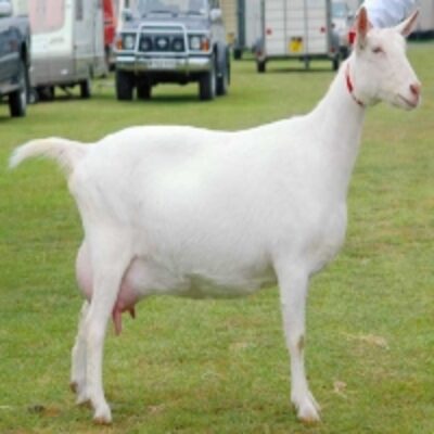 resources of Alive Boer / Saanen Goats For Sale exporters
