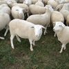 Fat Tail Awassi Sheep And Other Breed For Sale Exporters, Wholesaler & Manufacturer | Globaltradeplaza.com
