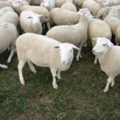 resources of Fat Tail Awassi Sheep And Other Breed For Sale exporters