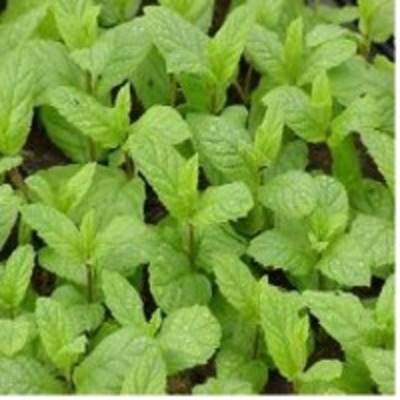 resources of Mentha Essential Water exporters