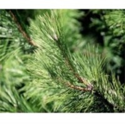 resources of Pine Essential Water exporters
