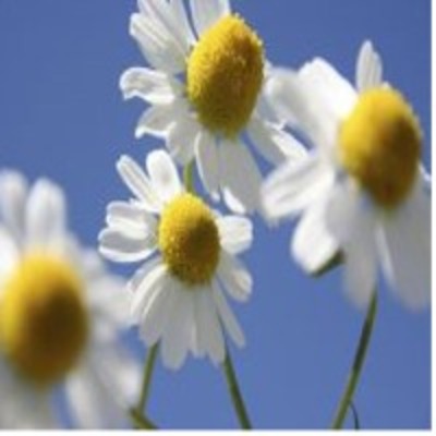 resources of Chamomile Essential Water exporters