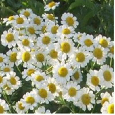 resources of Chamomile Essential Oil exporters