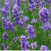 Lavender Essential Water Exporters, Wholesaler & Manufacturer | Globaltradeplaza.com
