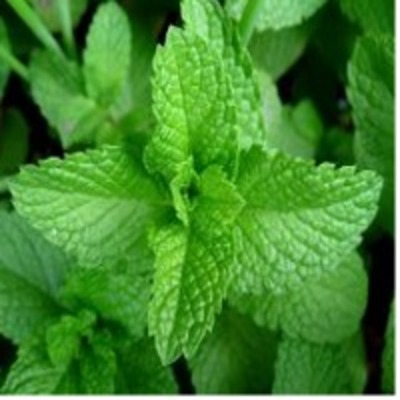 resources of Mentha Essential Oil exporters