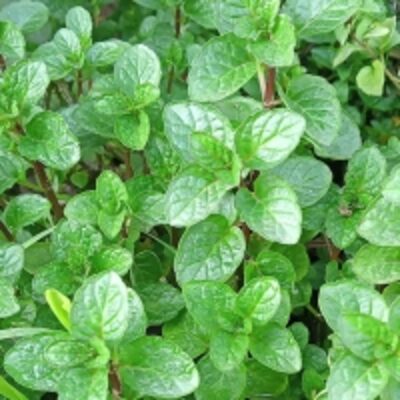 resources of Peppermint Essential Oil exporters