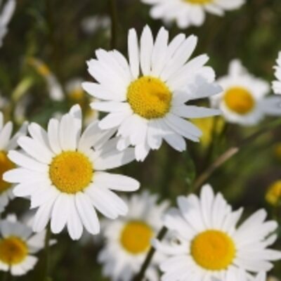resources of Chamomile Essential Oil exporters