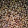Soap Nuts Exporters, Wholesaler & Manufacturer | Globaltradeplaza.com