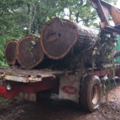 resources of Walnut Round Logs exporters