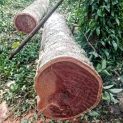 resources of Balsamo Round Logs exporters