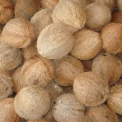 resources of Full Husk Mature Coconuts exporters