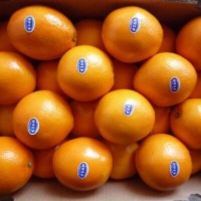 resources of Fresh Citrus Fruits exporters