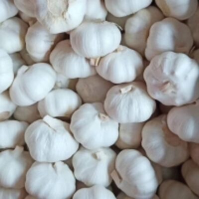 resources of 100% Fresh Peeled Garlic exporters
