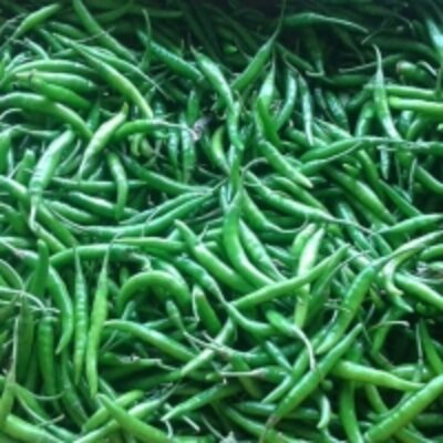 resources of Dry Green Hot Chili Powder Peppers exporters